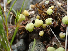 Mannia gracilis