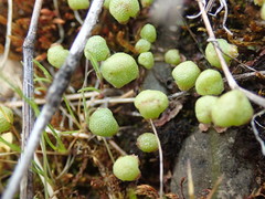 Mannia gracilis