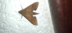 Xylophanes juanita