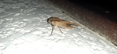Xylophanes juanita