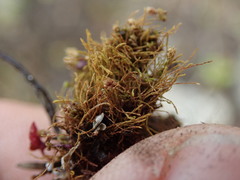 Philonotis capillaris