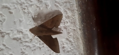 Xylophanes juanita
