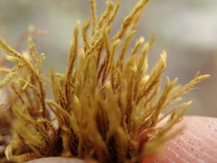 Philonotis capillaris