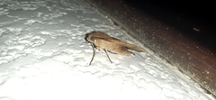 Xylophanes juanita
