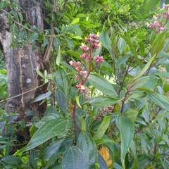 Miconia mexicana