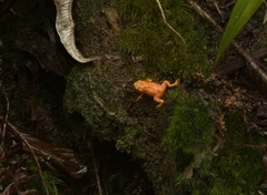 Brachycephalus vertebralis