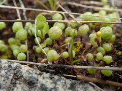 Mannia gracilis