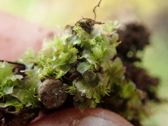 Fossombronia longiseta