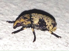 Euparius didymus