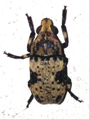 Euparius didymus