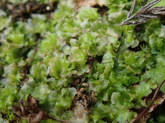 Fossombronia longiseta