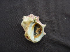Acanthais triangularis
