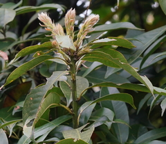 Lithocarpus brevicaudatus