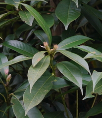 Lithocarpus brevicaudatus