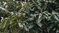 Lithocarpus brevicaudatus