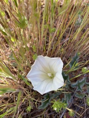 Calystegia collina oxyphylla