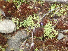 Mannia gracilis