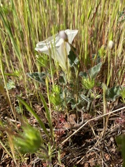 Calystegia collina oxyphylla