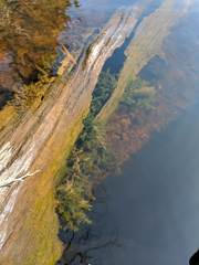 Fontinalis hypnoides