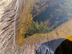 Fontinalis hypnoides