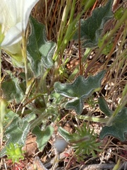 Calystegia collina oxyphylla