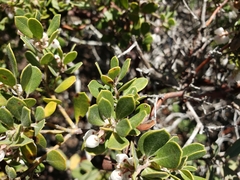 Arctostaphylos hookeri