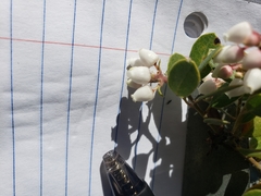 Arctostaphylos hookeri