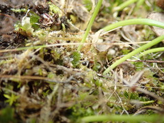 Fossombronia longiseta