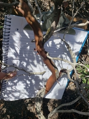 Arctostaphylos hookeri