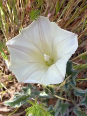 Calystegia collina oxyphylla