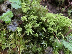 Leucolepis