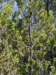 Pinus contorta bolanderi
