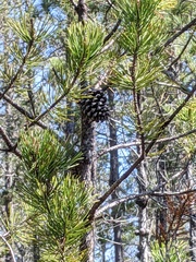 Pinus contorta bolanderi