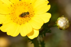 Tetropismenus hirtus