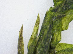 Fontinalis hypnoides