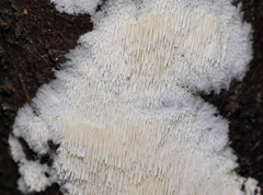 Dentipellicula leptodon