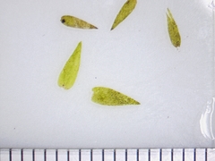 Fontinalis hypnoides