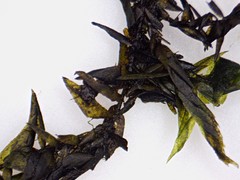 Fontinalis hypnoides