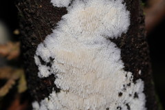 Dentipellicula leptodon
