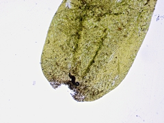 Fontinalis hypnoides