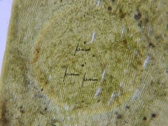 Fontinalis hypnoides