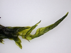 Fontinalis hypnoides