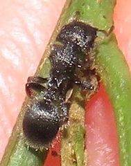 Cataulacus wissmannii