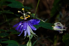 Passiflora amethystina