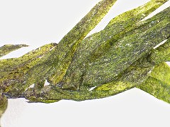 Fontinalis hypnoides