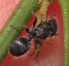 Cataulacus wissmannii