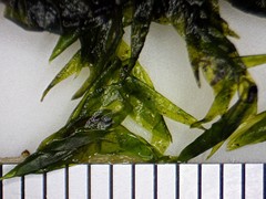 Fontinalis hypnoides