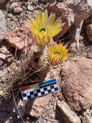 Echinocereus pectinatus rutowiorum