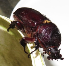 Oryctes monoceros