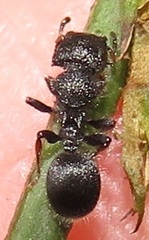 Cataulacus wissmannii